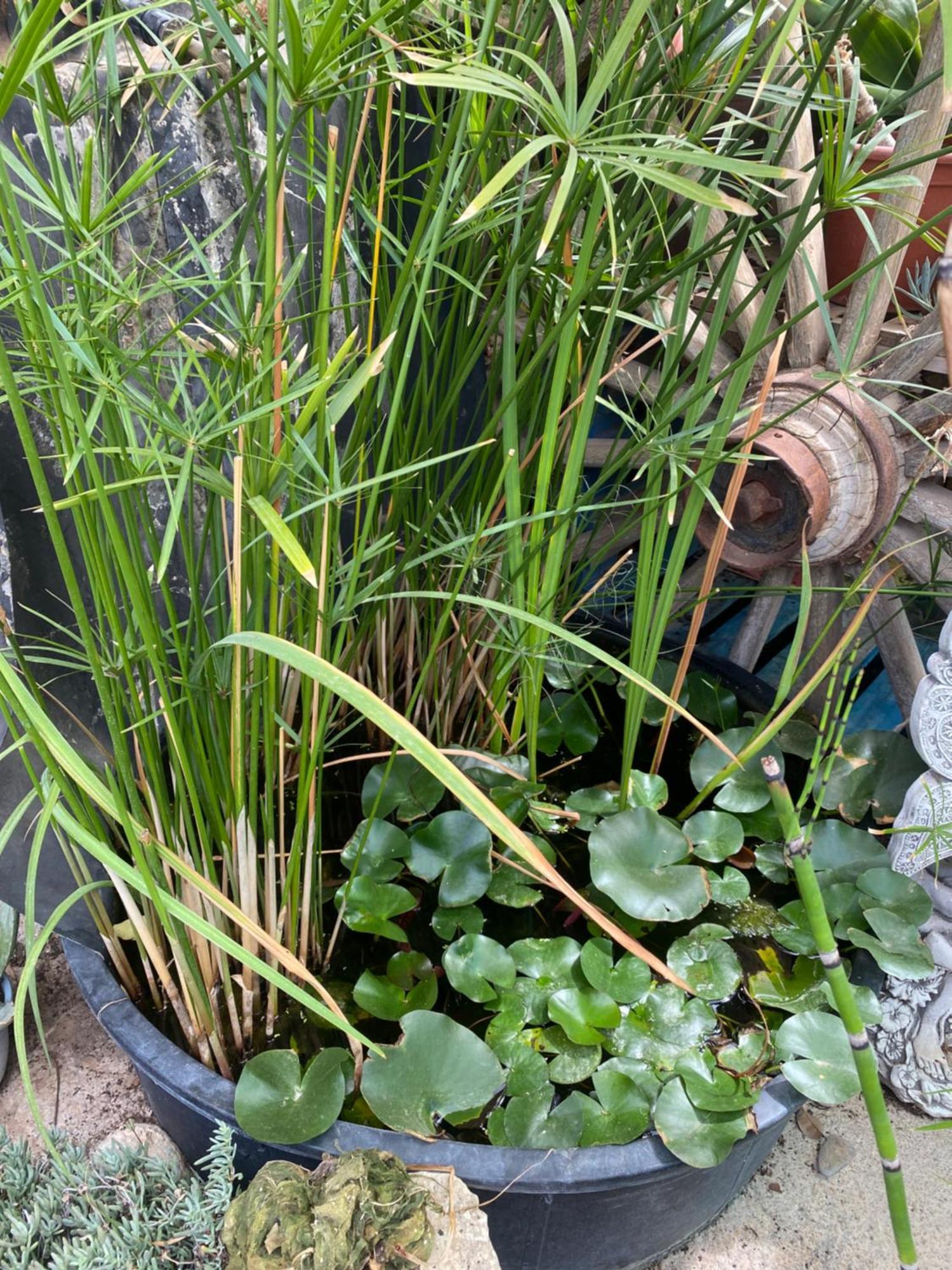 Casa Kintsugi Campeggio Masquefa